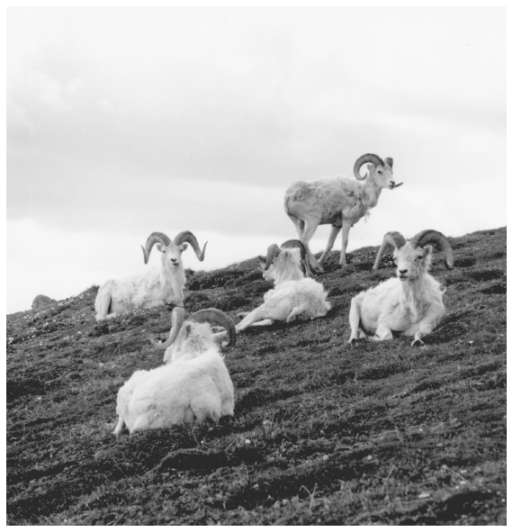 Image: Dall rams in McKinley Park, June 1966. By Adolph Murie. A. Murie coll. Box 13, University of Alaska Fairbanks, Alaska and Polar Regions Archives. Preservation of wildlife, and the Dall sheep in particular, inspired the initial movers to create the park.