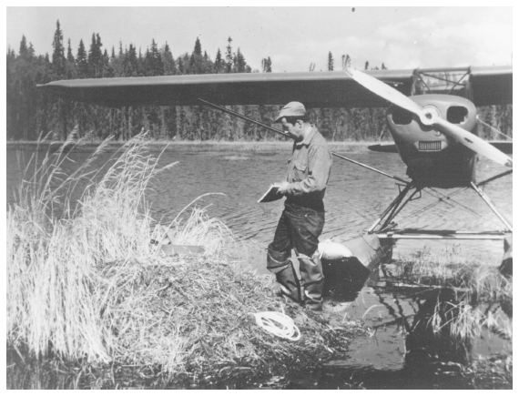 Image: Kenai National Moose Range supervisor David L. Spencer checking trumpeter swan nest, May 1957. By H.J. Johnson. Alaska Game Commission, 18th Annual Report, July 1, 1956 Thru June 30, 1957. Protection of nests in Alaska aided recovery of the endangered swan species.