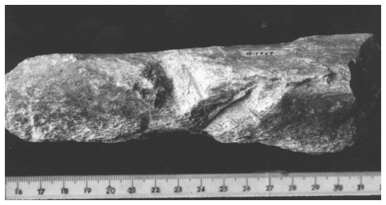 Image: FIGURE 7.6. Hacked elephant long bone from Torralba