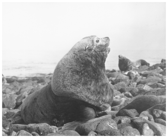 Image: Sea lion breeding male, Northeast Point, St. Paul Island. By Victor B. Scheffer. FWS 428, Alaska Resources Library and Information Services. Heavily hunted for meat and skins, sea lions abandoned Northeast Point as a breeding colony site.