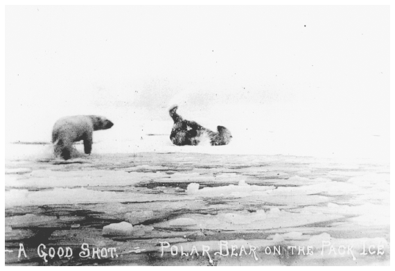 Image: Polar bear struck by bullet, off Point Barrow, 1920. By J. Hadley. Powell coll. 64-43-201, University of Alaska Fairbanks, Alaska and Polar Regions Archives. Explorers, whalers, sport hunters, and others shot polar bears without concern for the survival of the species.