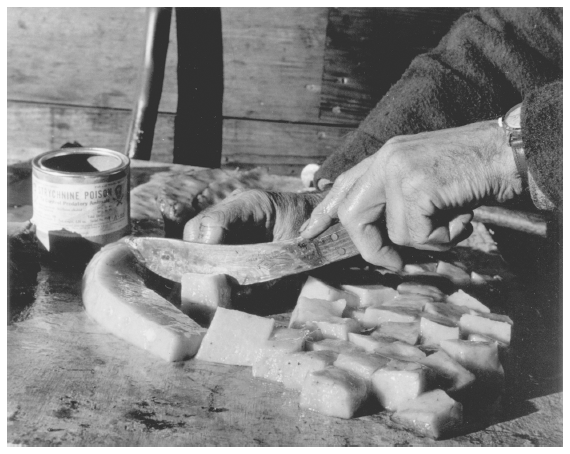 Image: Seal blubber cubes used in wolf control, ca. 1956. By J. Malcolm Greany. Alaska Game Commission, 18th Annual Report, July 1, 1956 Thru June 30, 1957. Each cube, dipped in seal oil and fish sauce to attract wolves, contained a pellet of strychnine.