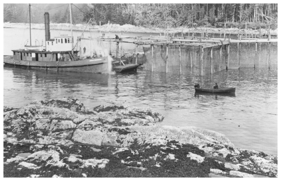 Image: Fish trap, Thlinket Packing Company, Funter Bay, 1907. Core coll. 01-2385, Alaska State Library. Traps efficiently captured salmon migrating along shorelines, harming some salmon runs, deepening the industry’s recession, and intensifying the political controversy over fishing.