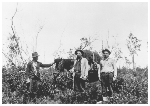 Image: Henry Lucas, Frank Dufresne, and Lawrence J. Palmer near Killey and Funny rivers, Kenai Peninsula, 1938. FWS 6994, Alaska Resources Library and Information Services. Palmer, an expert on vegetation, conducted research on caribou, reindeer, moose, and muskoxen.