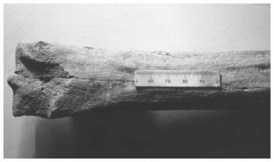 Image: FIGURE 6.10. Torralba bone showing apparent slicing and battering