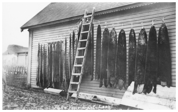 Image: Sea otter skins drying, Aleutian Islands, ca. 1890s. By Samuel Applegate. Core coll. 01-2682, Alaska State Library. For Russians and other fur traders, sea otter skins ranked as the most valuable resource.