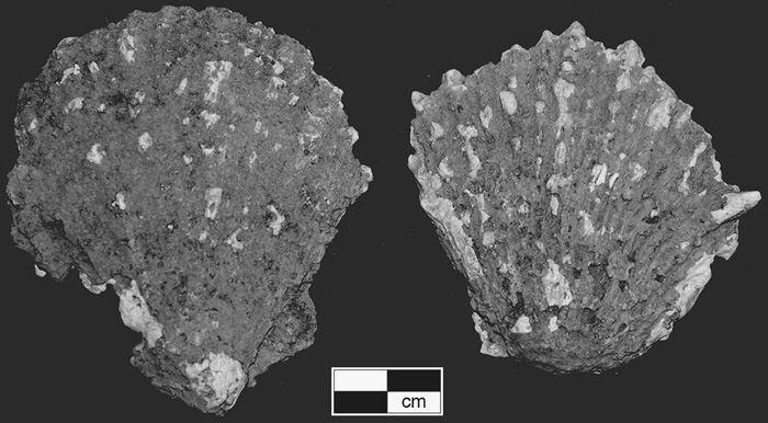 figure-c009.f004