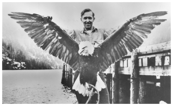 Image: Bald eagle shot for bounty, held by Jim Dolan, Valdez, ca. 1940. Core coll. 01-3891, Alaska State Library. Hunters killed more than 100,000 eagles, ostensibly to protect salmon stocks.