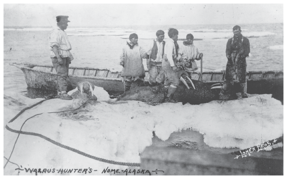 Image: Commercial walrus hunters, Nome, early 20th Century. Newman coll. 97-201-113, University of Alaska Fairbanks, Alaska and Polar Regions Archives. Natives often engaged in industrial killing of wildlife they might need for their own subsistence. Some vessel captains took walrus meat to the villages.