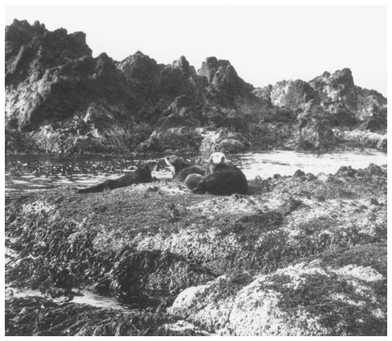 Image: Sea otters, Amchitka Island, 1949. By Robert D. Jones. FWS 1092, Alaska Resources Library and Information Services. Sea otters constituted the main attraction for early Russians in Alaska.