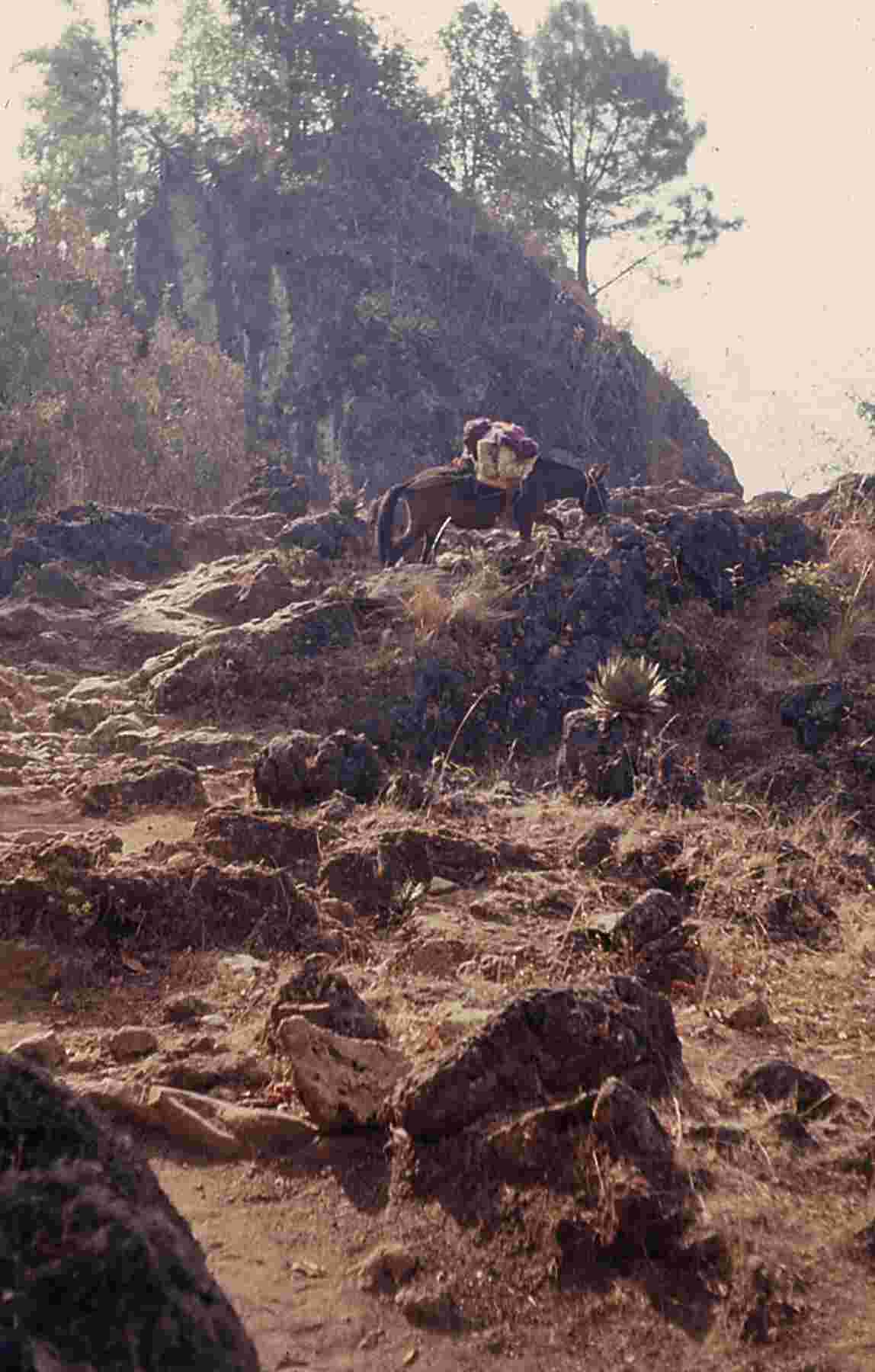 Figure 1.15. On the trail in the Yolcultac (yol k’ultak, “center of the brushland”) forest, municipio of Nentón. May 1965, at the end of the dry season. Photo by the author.