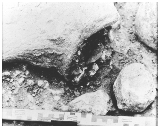 Image: FIGURE 6.13. Elephant pelvis, with denticulate inside acetabulum; polyhedron nearby, Torralba