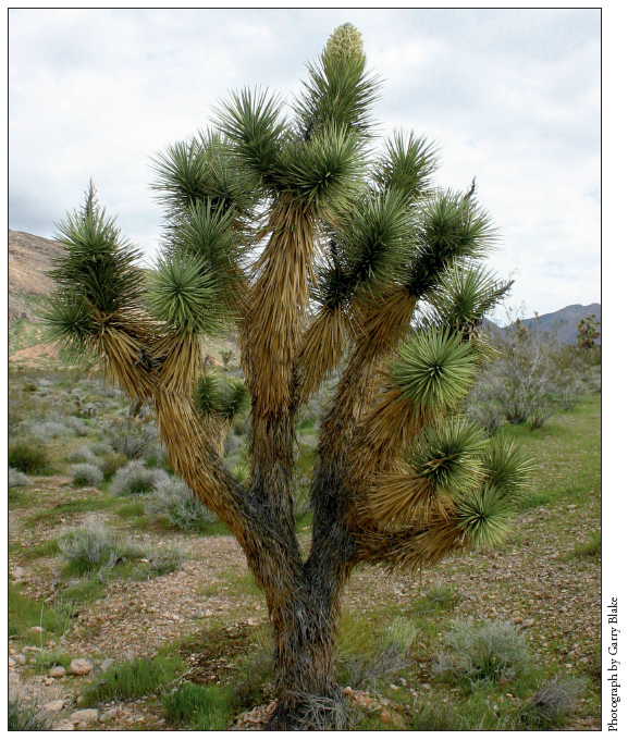 Image: Fig. 3-1. Native to the Mojave Desert, the Joshua tree (Yucca brevifolia), or “Praying Tree” as it was sometimes called, conflates prickly desert vegetation with a biblical prophet.