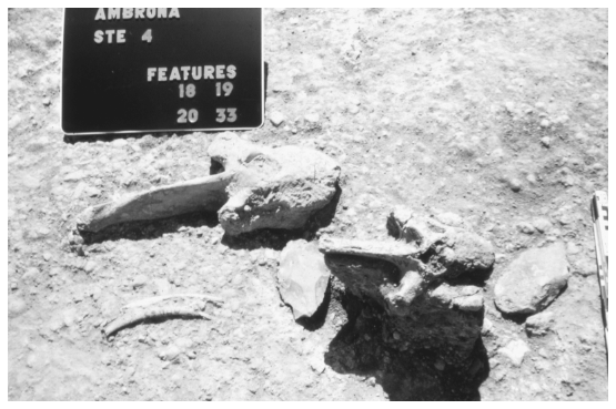 Image: FIGURE 6.15. Association of vertebrae and handaxes, Ambrona