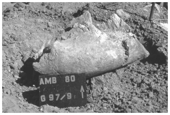 Image: FIGURE 6.5. Elephant mandible with marks of hacking (to remove ramus?) (Amb 80)