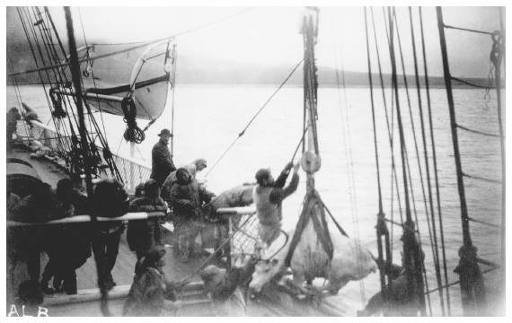 Image: Reindeer loaded aboard revenue cutter Bear, Siberia, 1891. Bear 1891 Cruise Album 95-034-58, University of Alaska Fairbanks, Alaska and Polar Regions Archives. Sheldon Jackson envisioned a large-scale reindeer industry to sustain Eskimos and develop Alaska’s economy.