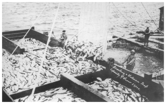 Image: Brailing a salmon trap. Core coll. 01-3330, Alaska State Library. Alaska salmon replaced those of the ravaged rivers of California and the Northwest.