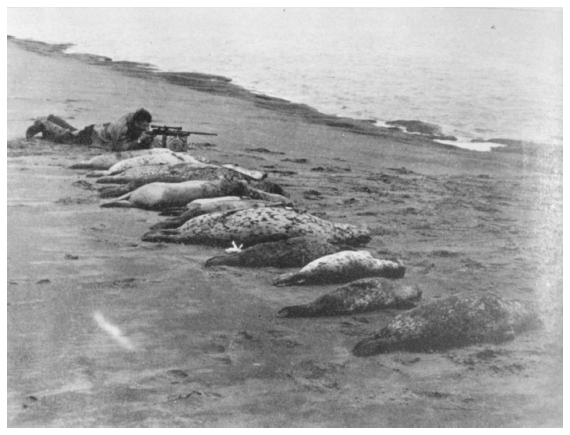 Image: Government seal hunter and harbor seals he killed, mid-1950s. Alaska Department of Fish and Game, 1957 Annual Report No. 9, Juneau, 1958, p. 52. The Territorial Department of Fisheries conducted a vigorous campaign to suppress seals under the assumption that they significantly predated salmon.