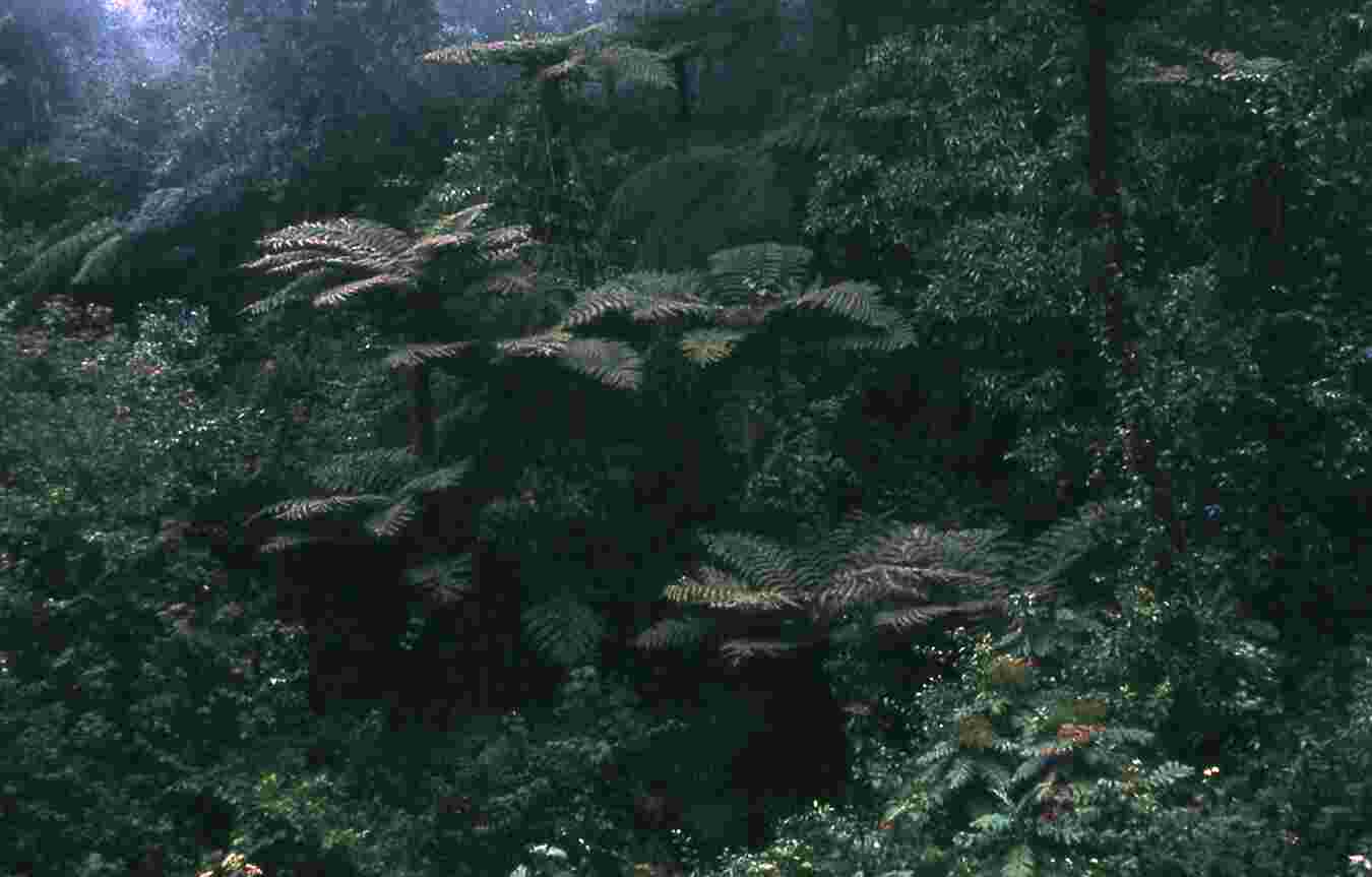 Figure 1.10. Cloud forest vegetation featuring tree ferns. The first time my botanist colleague Dennis Breedlove saw these, he thought they were palm trees—until he saw the spore spots on the undersides of the fronds! Photo by the author.