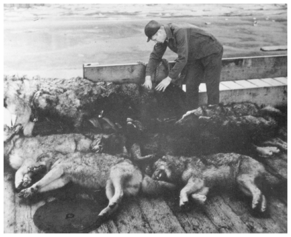 Image: Wolves recovered from poison bait stations, ca. 1957. By J. Malcolm Greany. Alaska Game Commission, 18th Annual Report, July 1, 1956 Thru June 30, 1957. A storm of complaints from hunters and settlers about loss of game set off an intensive wolf control effort in the late 1940s and 1950s.