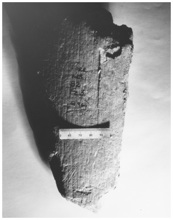 Image: FIGURE 6.8. Torralba bone showing marks of slicing