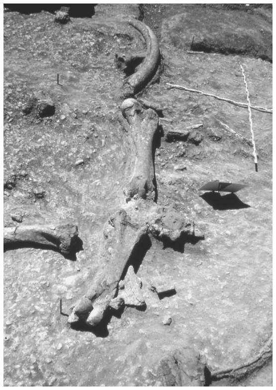 Image: FIGURE 7.3. Bone alignment in Ambrona Lower Unit, Area I (1963); elephant femora and tusk, with perpendicular radio-ulna