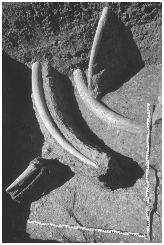 Image: FIGURE 6.2. Group of elephant tusks—one vertical—in Ambrona Lower Unit (1980)