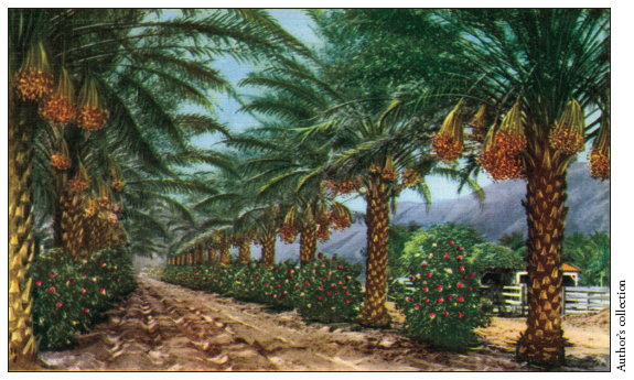 Image: Fig. 6-3. Introduced to California in 1890, commercial date growing had become well established by the early 1930s, when the verso of this postcard claimed that “the dates grown in California are found to be superior to that of Arabia, Egypt, and Palestine.”