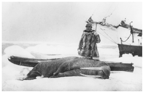 Image: Walrus sport hunter and trophy, Chukchi Sea, 1913. In Edward M. Scull, Hunting in the Arctic and Alaska, Philadelphia: Winston, 1915, p. 124. Sport hunting added, if modestly, to the strain on the walrus population.