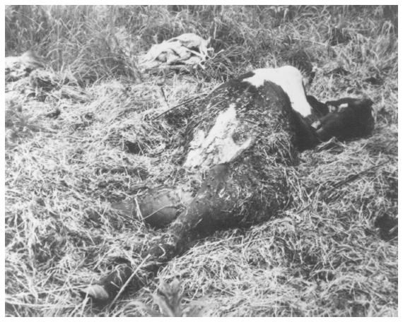 Image: Cow killed by brown bear, Pagashak, Kodiak Island, August 1952. In Russell R. Hoffman, Refuge Narrative Report: Kodiak Wildlife Refuge, May to August 1952, Kodiak: Fish and Wildlife Service, 1952. Bears killed some cattle, but ranchers exaggerated the numbers and treated the bear as predator or vermin.