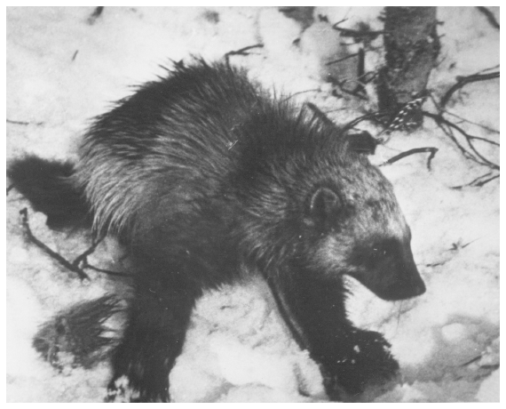 Image: Wolverine in leg-hold trap, Anchorage vicinity, 1949. By Fred Humes. FWS 6674, Alaska Resources Library and Information Services. Trappers pursued this uncommon and secretive wilderness creature both for its fur and as a predator. Note patch of skin chewed off.