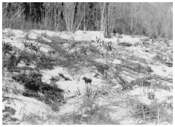 Image: Moose in browse cut, Kenai National Moose Range, 1955. Courtesy Alaska Resources Library and Information Services. When post-burn deciduous trees matured, moose starved and refuge managers cut trees for feed.