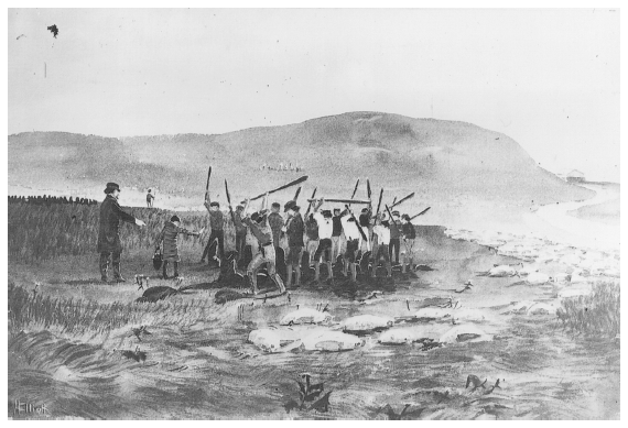 Image: Killing fur seals. By Henry W. Elliott. RG 22 HE, National Archives at College Park. Elliott’s paintings helped generate public support for the seals.