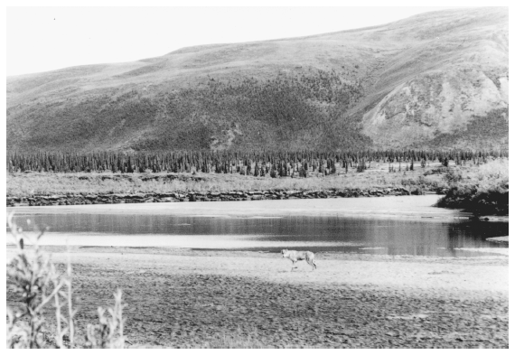 Image: Wolf at Old Woman Creek, Arctic National Wildlife Range, 1966. By Averill Thayer. FWS 4646, Alaska Resources Library and Information Services. To refuge advocates, the wolf symbolized wilderness; to many Alaskans, a threat to their game supply.