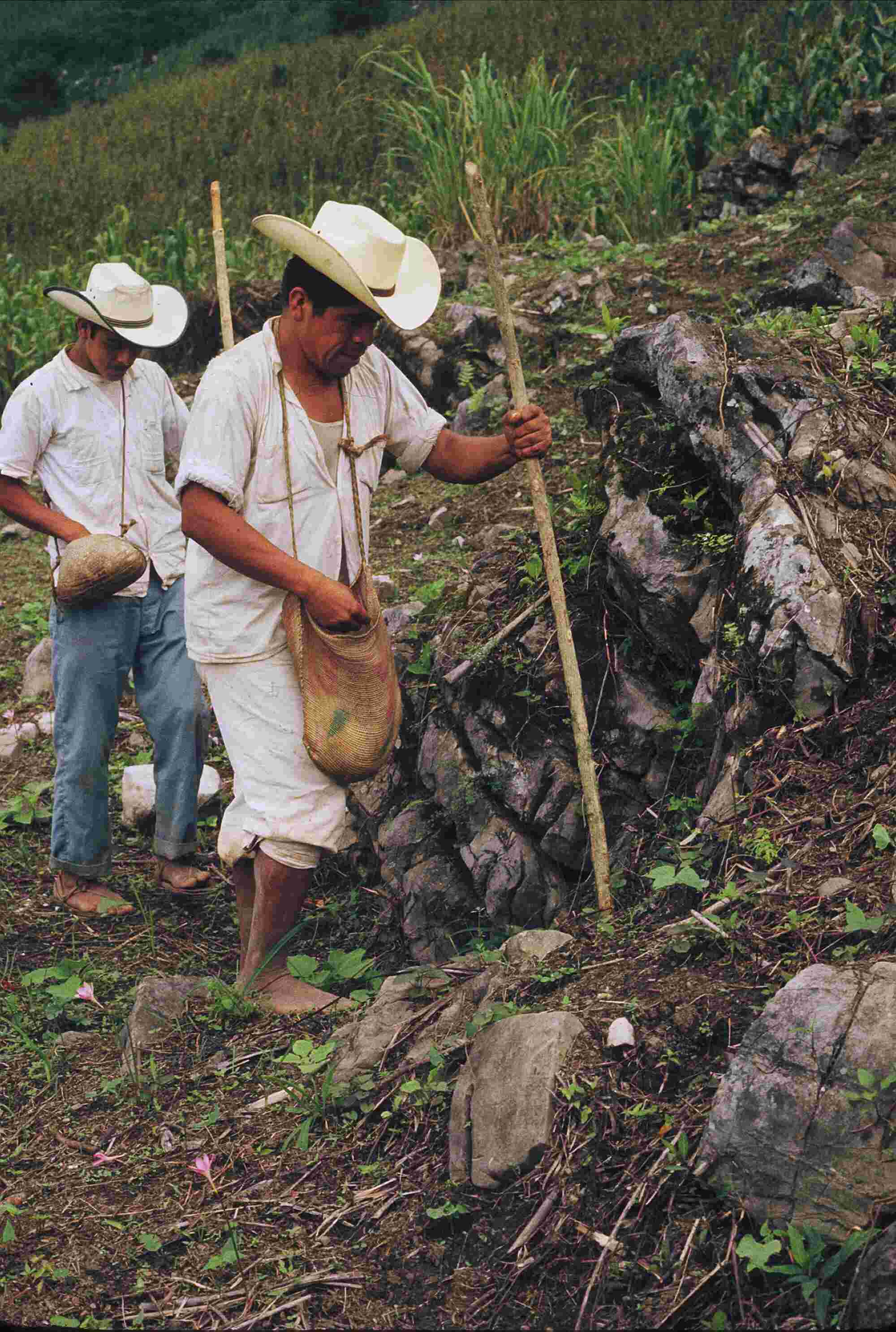 Figure 7.2. Men planting a field with a dibble or coa.