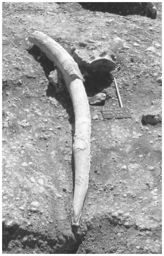 Image: FIGURE 6.14. Associated biface and elephant tusk, Ambrona