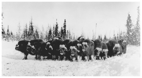 Image: Muskoxen, College, early 1930s. Keys coll. 88-174-17, University of Alaska Fairbanks, Alaska and Polar Regions Archives. Extirpated from Alaska in the 19th Century, muskoxen were successfully reintroduced.