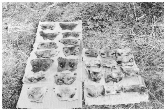 Image: Seal faces collected for bounty, Chukchi Sea, May 1967. By Ken Ross. Over 40 years beginning in 1927, Alaska paid bounties on upwards of 1 million seals, partly as a welfare program.