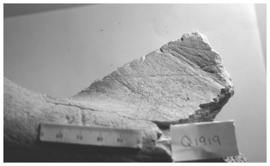 Image: FIGURE 6.9. Torralba bone showing apparent slicing