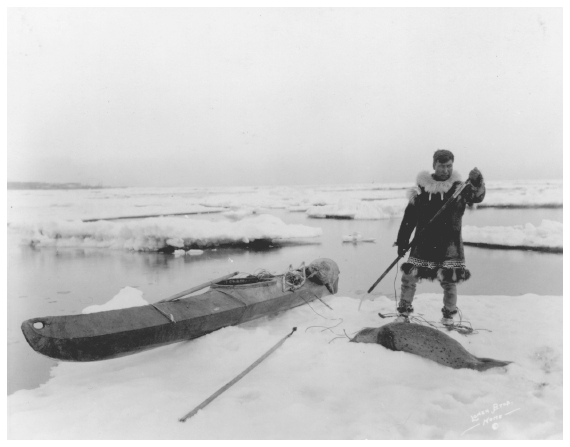 Image: Eskimo hunter and largha seal he has speared, Bering Sea, early 1900s. Lomen coll. 72-71-3225, University of Alaska Fairbanks, Alaska and Polar Regions Archives. In varying degrees, Eskimos, Aleuts, and Indians continued to rely on wildlife for subsistence throughout the 20th Century.