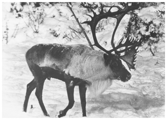 Image: Bull caribou in forest, Arctic National Wildlife Range, October 1970. By Bob Henning. FWS 6281, Alaska Resources Library and Information Services. The great Porcupine caribou herd, the refuge’s central wildlife feature, migrated to the coastal plain for spring calving.