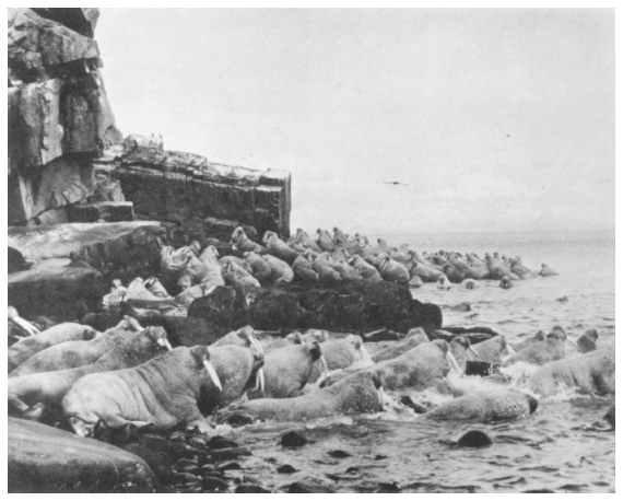 Image: Walrus herd at Walrus Islands haulout, Bristol Bay, ca. 1957. By William H. Sholes. Alaska Game Commission, 19th Annual Report, July 1, 1957 Thru June 30, 1958. The islands became one of the first state wildlife sanctuaries in Alaska.