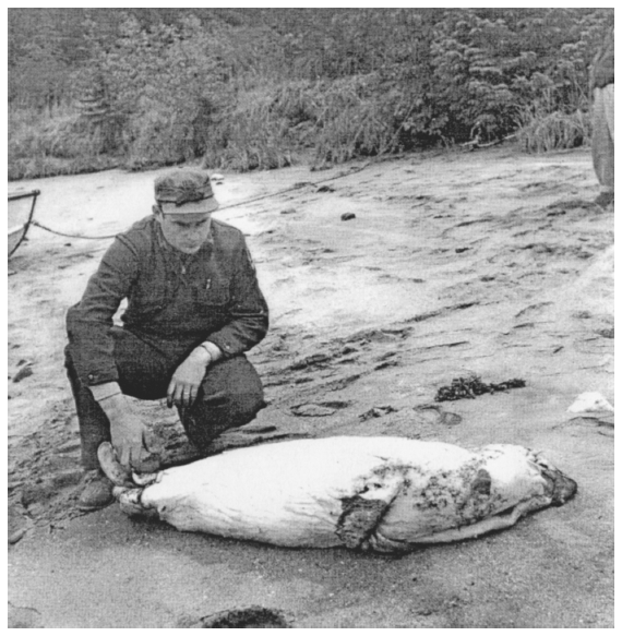 Image: Park ranger and harbor seal carcass, Glacier Bay National Monument, 1964 or 1965. Fol. 2, 00524, Glacier Bay National Park Archives. Tlingits killed seals to sell the skins and claimed it as a legitimate subsistence activity; Park Service officials regarded the practice as wasteful and illegal.