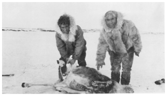 Image: Eskimos displaying reindeer killed by wolves, mid-1950s. By Maurice W. Kelly. Alaska Game Commission, 19th Annual Report, July 1, 1957 Thru June 30, 1958. Claims of heavy losses of reindeer added impetus to wolf control.