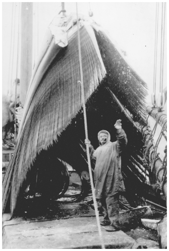 Image: Captain William Mogg and bowhead whale baleen, ca. 1916. Willoughby coll. 72-116-12n, University of Alaska Fairbanks, Alaska and Polar Regions Archives. Mogg and other Arctic whalers depleted the bowhead whales.