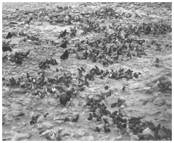 Image: Fur seal herd, Zapadni rookery, St. Paul Island. By Victor B. Scheffer. FWS 1102, Alaska Resources Library and Information Services. Fur seals replaced sea otters as the mainstay of the Alaska fur trade.