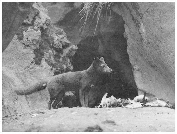 Image: Blue fox at den next to seabirds it killed, Gareloi Island, Aleutians. By Victor B. Scheffer. RG22 WB Box 59, National Archives at College Park. Russian and American fur traders introduced foxes to hundreds of islands, endangering populations of breeding birds.