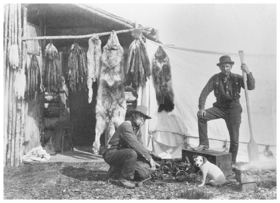 Image: Trappers and their catch of furs. Core coll. 01-20-34, Alaska State Library. From left: ermine, mink, marten, lynx, wolf, river otter, and wolverine. Land furbearers, trapped throughout the Russian and American eras, did not suffer any species extinctions.