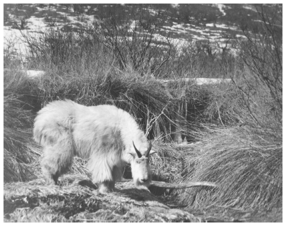 Image: Mountain goat released at Hidden Basin, Kodiak Island, 1952. In Russell R. Hoffman, Refuge Narrative Report: Kodiak National Wildlife Refuge, January to April 1952, Kodiak: Fish and Wildlife Service, 1952. Game officials tried to introduce several species into new localities. Goats survived on Baranof and Kodiak islands.