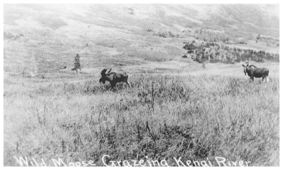 Image: Moose at Kenai River, 1920s. Romig coll. 90-043-835, University of Alaska Fairbanks, Alaska and Polar Regions Archives. Fires and the absence of wolves caused the moose to multiply.